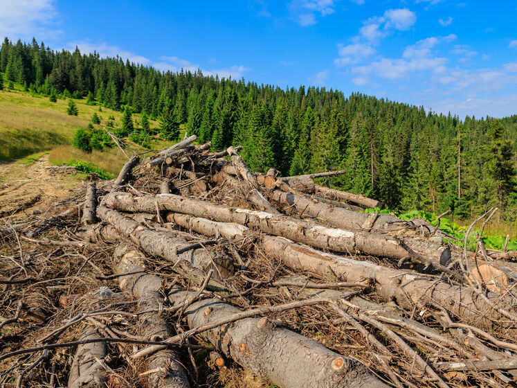 Українці назвали основні екологічні проблеми країни – опитування