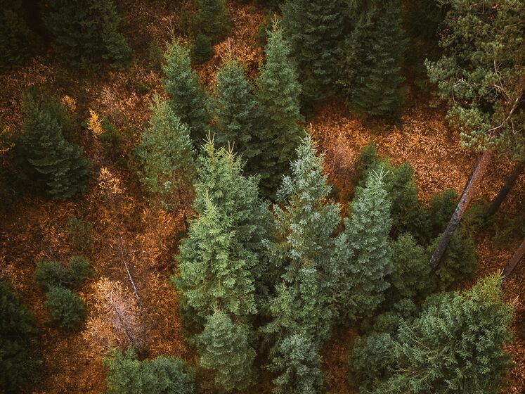 Главы более 100 стран подписали декларацию о защите лесов