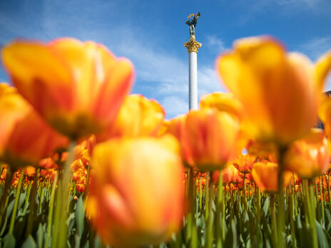 У центрі Києва висадять 100 тис. тюльпанів на згадку про героїв Небесної сотні