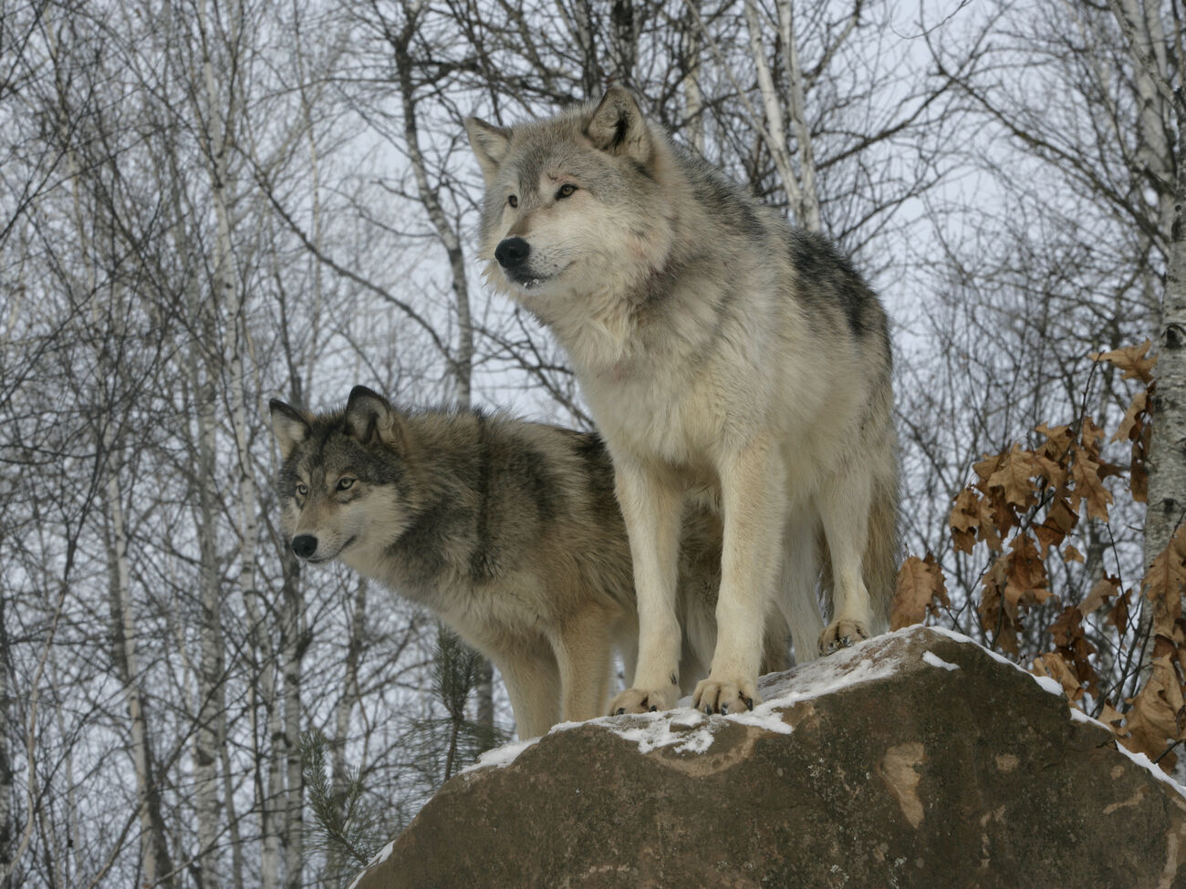 “The whole village is covered in blood.”  In the Russian village, they want to transfer schoolchildren to distance learning due to the invasion of wolves – media