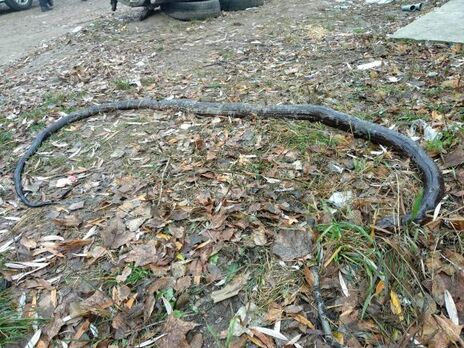 В Сумской области на улице обнаружили трехметрового питона