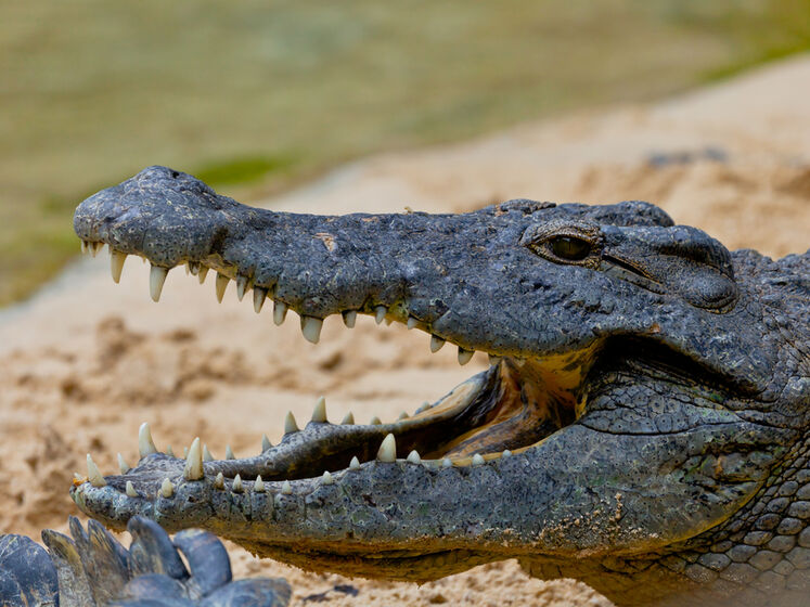 У центрі Києва на клумбі знайшли крокодила