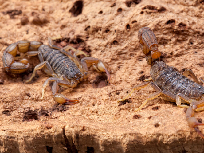 В Египте произошло нашествие скорпионов, пострадало 500 человек