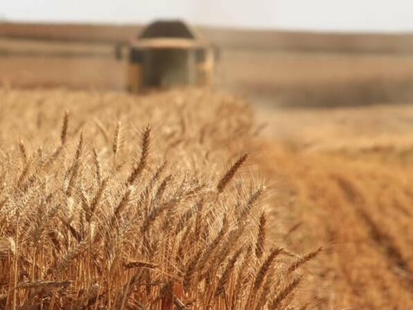 Украина намерена экспортировать 60 млн тонн зерна нового урожая. Это почти 80% собранного