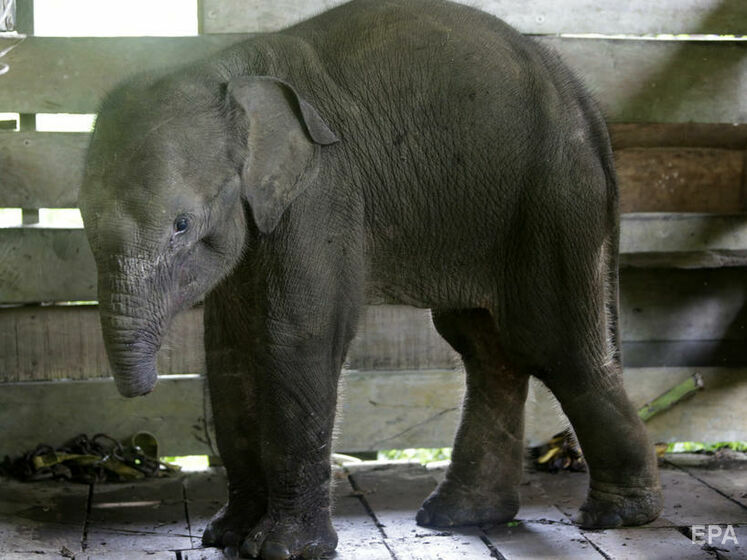 В Индонезии погиб слоненок, который потерял половину хобота, попав в ловушку браконьеров