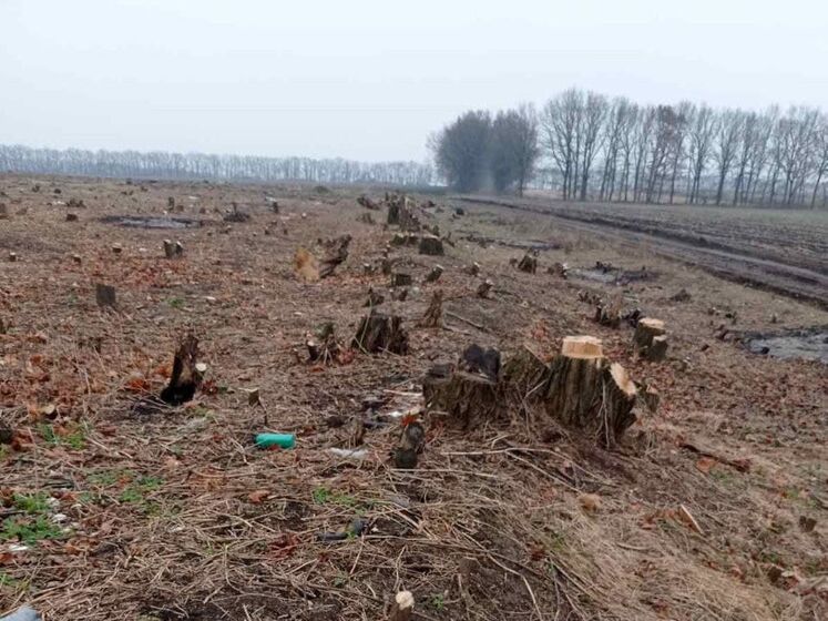 У Черкаській області вирубали понад 1600 дерев, збитки становлять майже 3 млн грн – екоінспекція