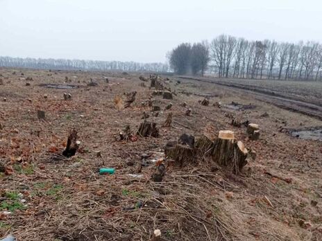 В Черкасской области вырубили более 1,6 тыс. деревьев, ущерб составил почти 3 млн грн – экоинспекция