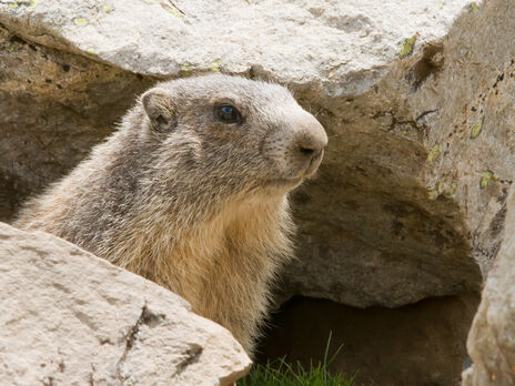 Влада канадського міста майже рік приховувала смерть бабака Віллі, який передбачав погоду