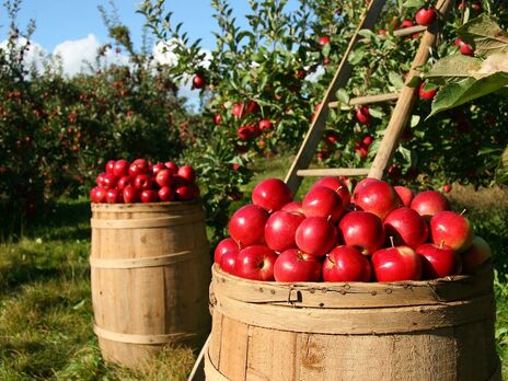 Україна експортує яблука до 65 країн – Держпродспоживслужба