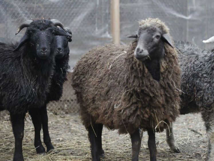 В Киевском зоопарке рассказали о судьбе баранов и овец, принявших участие в  акции протеста