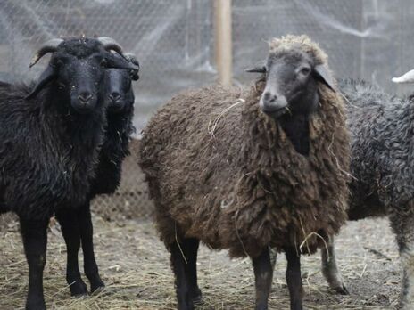 У Київському зоопарку розповіли про долю баранів та овець, які взяли участь в акції протесту
