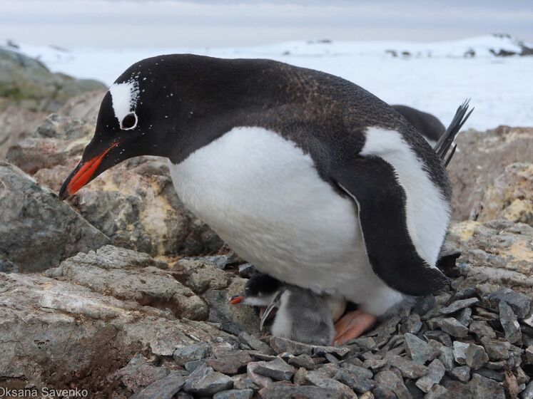 У пингвинов, живущих рядом со станцией "Академик Вернадский", появились первые в этом сезоне птенцы