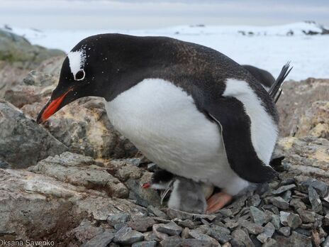 О появлении первых пингвинят возле станции стало известно 9 декабря