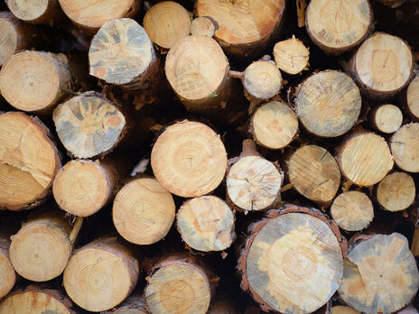 Мораторій на експорт лісу допомагає Україні розвивати власну промисловість, його не можна знімати – екологиня