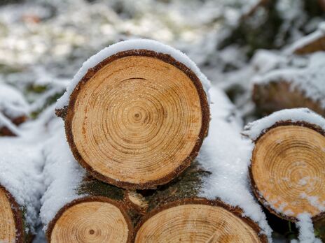 Законопроєкт про ринок деревини потрібно доопрацьовувати – Федерація роботодавців України