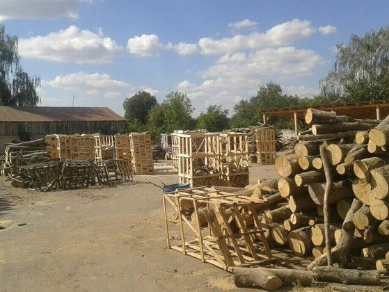 СБУ: В Ровенской области незаконно вырубили древесину ценных пород на 3 млн грн