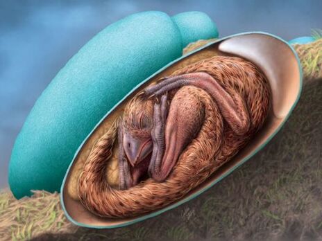 У Китаї знайшли яйце динозавра з ембріоном, що добре зберігся
