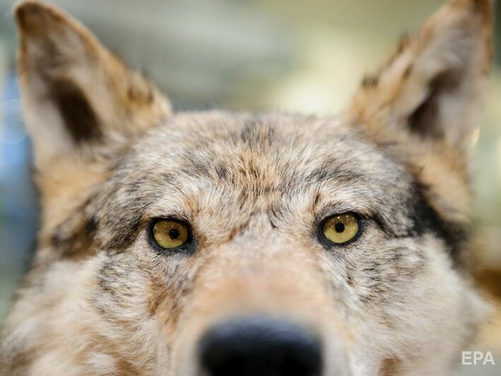 В зоопарке во Франции девять волков выбрались из вольеров, часть животных застрелили