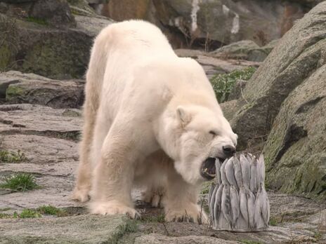 В Берлинском зоопарке умерла старейшая белая медведица в Европе, ей было 37 лет