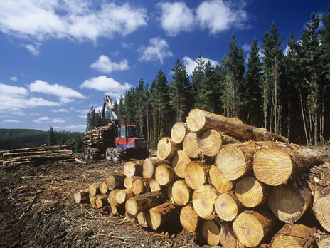 Україна має не лише зберегти, а й посилити мораторій на експорт лісу-кругляка – експерт