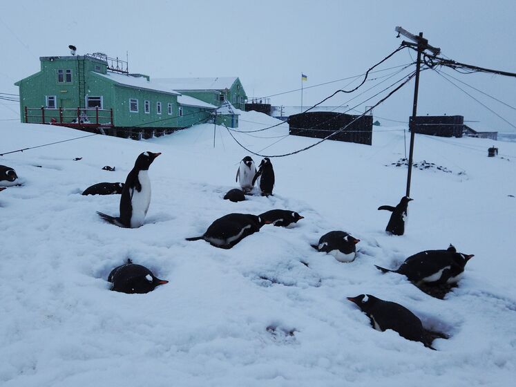 С кутьей и пингвинами-"колядниками". Украинские полярники на "Академике Вернадском" отметили Рождество