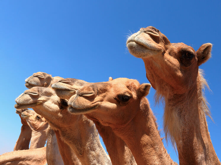 В Саудовской Аравии представили первую в мире гостиницу для верблюдов