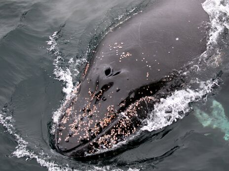 Українські біологи поповнили міжнародний реєстр китів 230 унікальними фото. Він зріс майже у 15 разів