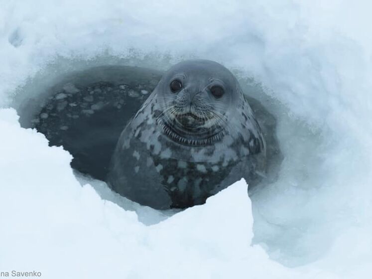 Украинские ученые на антарктической станции записали “пение” тюленей