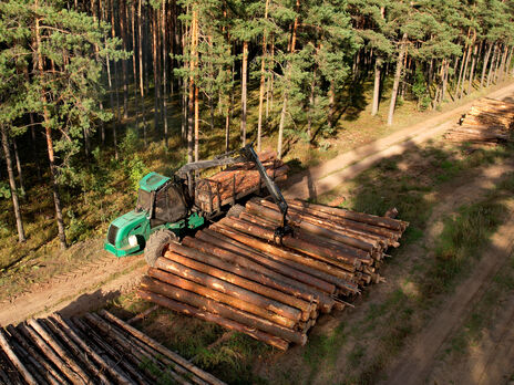 Верховна Рада ухвалила за основу законопроєкт №4197-д про ринок деревини в Україні