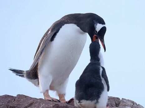 Розмноження пінгвінів цього року відбувалося за складних умов, повідомили полярники
