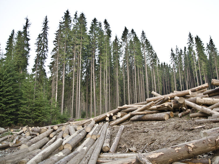 Украине нужно сохранить мораторий на экспорт леса и усилить поддержку деревообрабатывающей отрасли – эксперт