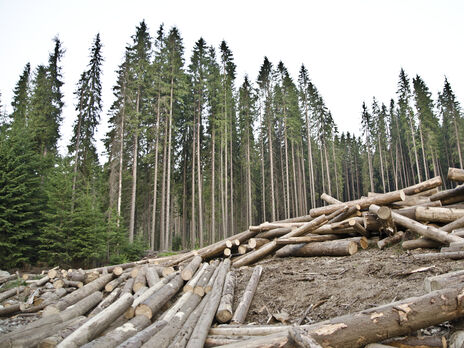 Україні потрібно зберегти мораторій на експорт лісу й посилити підтримку деревообробної галузі – експерт