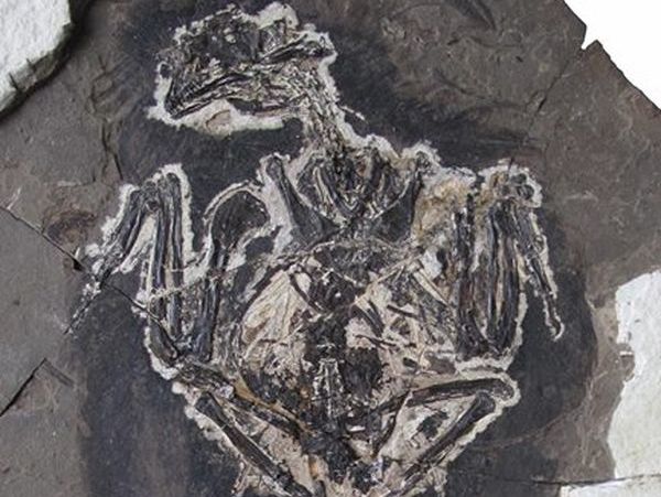 Ученые: Птица &ndash; современник динозавров имела павлинье оперение