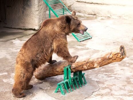 У Ташкентському зоопарку жінка скинула дитину з висоти у вольєр до бурого ведмедя