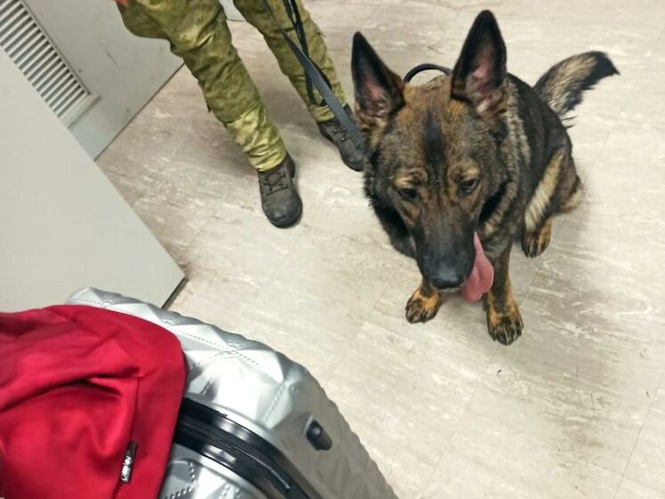 В аэропорту Борисполь служебный пес обнаружил почти 2 тыс. наркотических таблеток