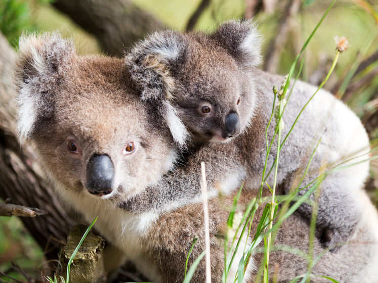 Австралия выделяет на защиту коал рекордные $35 млн