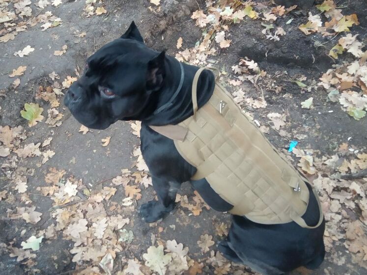 Український пес-розвідник відгриз собі лапу, щоб утекти з пастки окупантів
