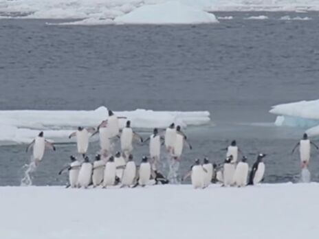 Украинские полярники показали, как пингвины выпрыгивают из воды на берег. Видео