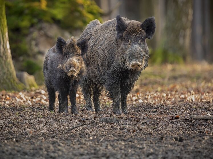 В Киевской области у диких кабанов выявили африканскую чуму свиней