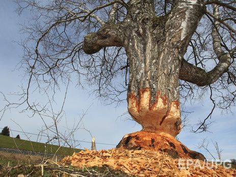 Власти Аргентины намерены уничтожить 100 тыс. бобров в провинции Огненная Земля