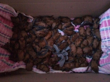 В Днепре в квартире обнаружили 700 летучих мышей