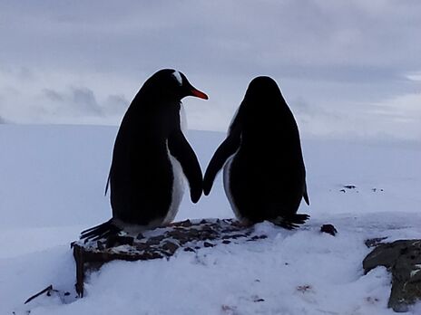 Украинские полярники показали влюбленных пингвинов в День святого Валентина. Фоторепортаж