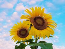 "Свободный синий и энергичный желтый". Институт Pantone посвятил Украине два новых цвета