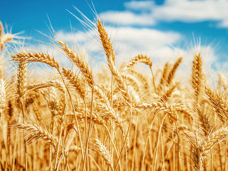 Украина и Россия, которых когда-то называли "житницей Европы", экспортируют примерно четверть мировой пшеницы