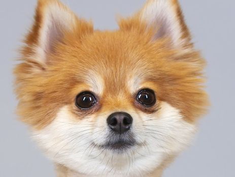 Шпиц стал героем пародии на ролики об эволюции моды. Видео