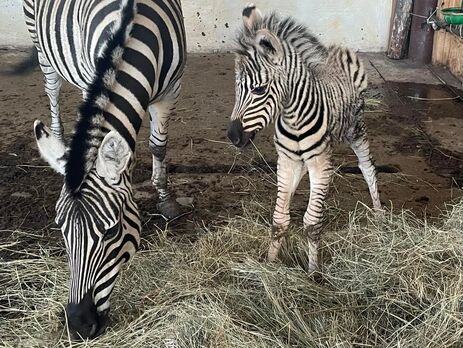 В зоопарке в оккупированной части Киевской области родился зебренок, его назвали Маленьким Зе