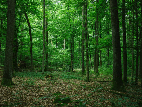 В Черкасской области жителям запретили посещать леса на период военного положения