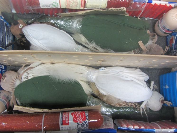 Пограничники обнаружили в багаже пассажира самолета четырех живых соколов, спрятанных среди продуктов