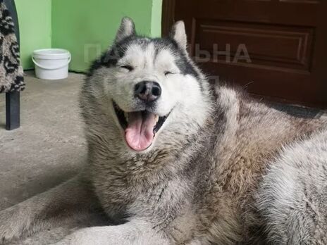 Полицейские в Буче спасли измученную хаски, лежавшую в расстрелянной машине