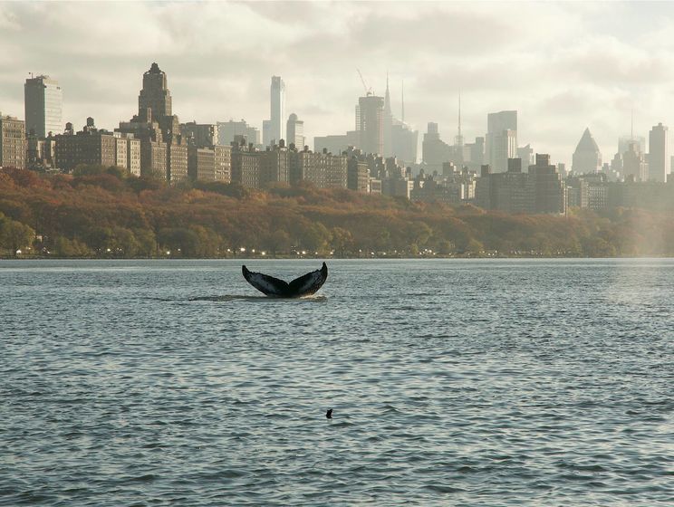 На Манхэттен заплыл горбатый кит